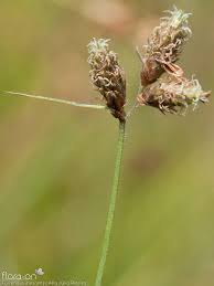 Image result for Fuirena pubescens