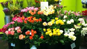 Florists in st paul, mn. A Johnson Sons Florists Visit Saint Paul