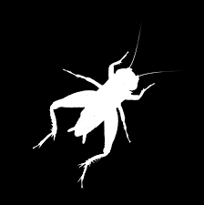 Pest control workers remove unwanted pests, such as roaches, rats, ants, bedbugs, mosquitoes, ticks, and termites that infest buildings and surrounding areas. Https Www Rollins Com Media Files R Rollins V2 Documents Annual Reports Rollins Ar 2017 Pdf
