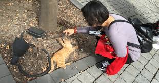 中国のゼロコロナ政策で犠牲になるペットたち、殺処分は感染防止になるのか | China Report 中国は今 | ダイヤモンド・オンライン