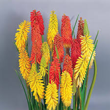 Image result for Kniphofia