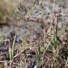 Image result for Eragrostis plana