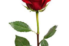 Dark Red Rose Dark Red Roses Red Rose Png Red Roses