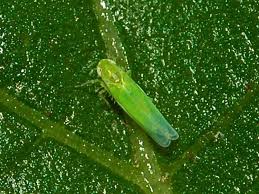 Image result for Empogona sp. A