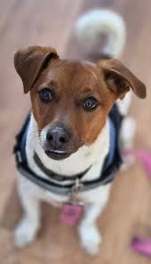 Half Jack Russell Terrier and half Beagle