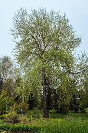 Image result for Populus ×  canescens