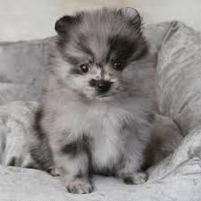 We offer a beautiful selection of the best quality white pomeranian puppies are our speciality! Teacup Pomeranian Puppies For Sale Pets In Chicago Illinois