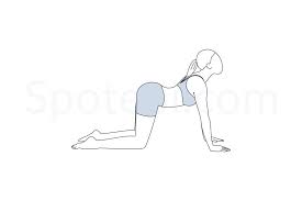 Cow Pose Bitilasana Cow Pose Workout Guide Yoga Poses