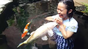 Yang terpenting dari sebuah kolam koi adalah harmonisasi dari kolam itu sendiri sehingga ikan koi dapat hidup sehat dan kita bisa menikmati keindahannya Ikan Koi Jinak Kasih Makan Sambil Nyebur Kolam Youtube