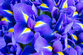 We combined them in one post because in many cases it's a close call whether a flower is actually blue or blue flowers can be bought at any florist's shop, gardening center or online. 30 Popular Types Of Blue Violet Flowers For Your Garden A To Z Home Stratosphere