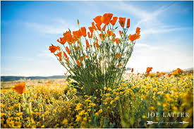 Tips for viewing antelope valley poppies. Engagement Session At The Antelope Valley Poppy Reserve And Tehachapi Mountains Photographed By Joe Latter Joe Latter Photographer Blog