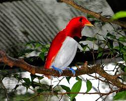 Check spelling or type a new query. King Bird Of Paradise Facts Diet Habitat Pictures On Animalia Bio