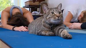 Maybe you would like to learn more about one of these? Maryland Humane Society To Offer Cat Yoga Classes Cbs Baltimore