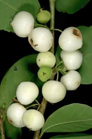 Image result for Flueggea virosa