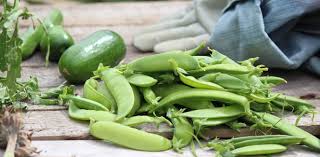 Check spelling or type a new query. Great Time To Try Starting A Vegetable Garden