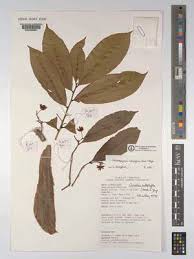 Image result for Rhabdophyllum welwitschii