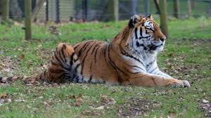 Ver más ideas sobre felinos, fotos de animales salvajes, animales salvajes. Au Zoo De Zurich Une Gardienne A Ete Tuee Par Un Tigre