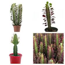 Kreasi kaktus unik cactus id @mycactus.id atau dibeli langsung di perumahan manahan park view no. Bibit Stek 1 Batang Tanaman Euphorbia Trigona Bunga Murah Kaktus Sukulen Unik Langka Shopee Indonesia