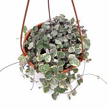 Image result for Ceropegia lugardiae