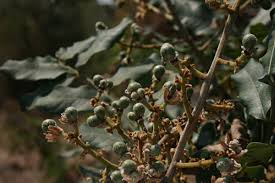 Image result for Deinbollia