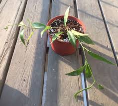 Flower photography of orchids and tropical flowers. Bitten By The Hoya Bug Agaveville