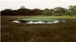 Image result for Limnophila ceratophylloides