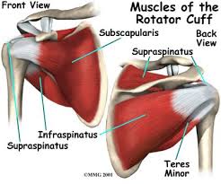 Shoulder Anatomy Muscle Shoulder Impingement Rotator Cuff Rotator Cuff Injury