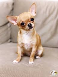 Tea Cup Chihuahua Tea Cup Chihuahua Kopek Kopekseverler Kopeksahiplendirme Kopekyavrusu Evcilhayvan Evcilhayvanurunle Chihuahua Evcil Hayvanlar Kopek