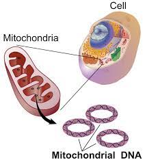 Maybe you would like to learn more about one of these? Mitochondrial Dna Wikipedia