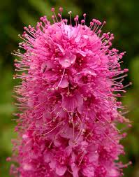 Image result for Spiraea douglasii