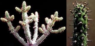 Image result for Euphorbia dawei