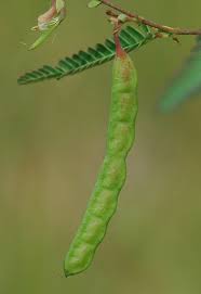 Image result for Aeschynomene afraspera