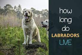 How Long Do Labradors Live Yellow Chocolate And Black