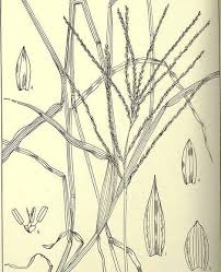 Image result for Digitaria debilis