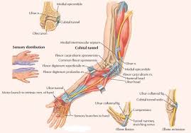 Proximal to the medial epicondyle. Anatomy The Elbow Is A Hinge Joint The Ulna And Radius Articulates As A Pivot Joint Elbow Joint And Bone Landmarks Radius And Ulna Hansen 2010 P 314 Structure Movement Insertions And Origins Articulations And Functions Radial Head Located At