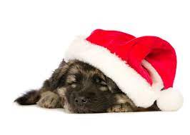 15 Dog Breeds Wearing Christmas Outfits German Shepherd Dogs Pet Holiday German Shepherd Dogs Puppy