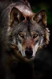 Photography Animals Wildlife Wolf Wolf Photos Wolf Photography Timber Wolf