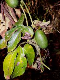 Image result for Cayaponia