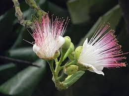Image result for Barringtonia asiatica