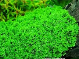 Coral Moss Riccardia Chamedryfolia Planted Aquarium Water Plants Freshwater Aquarium Plants
