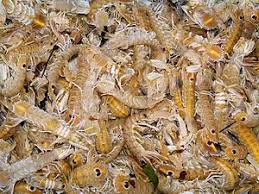 Portal Crustaceans Selected Picture Wikipedia The Free Encyclopedia Ecuador Travel Galapagos Ecuador