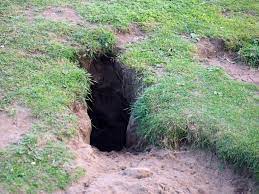 How to stop rabbits burrowing in your garden. How To Stop Rabbits From Digging Holes On Your Property Pest Pointers Tips For At Home Pest Control