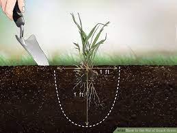 Pin On Gardening