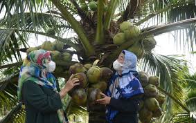 Dalam bahasa mudah ia ialah habuk sabut kelapa. Kelapa Genjah Pandan Wangi Potensial Dikembangkan Di Sumut Sumut Analisadaily Com