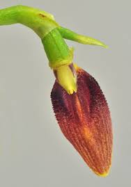 Image result for Bulbophyllum sp. nov