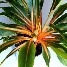 Image result for Chlorophytum stolzii