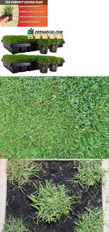 How to care for zoysia grass. Zoysia Grass Plugs Two Trays 100 Plugs Free Shipping Order Zoysia Lawn Now Zoysia Grass Plugs Grass Plugs Zoysia Grass
