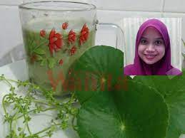 Ulam pegaga bukan sahaja sering dijadikan pilihan menu pelengkap untuk menikmati hidangan tengah hari. Amalkan Jus Pegaga Sekali Seminggu Kesannya Kulit Lebih Anjal Sihat Cantik Secara Semulajadi Mingguan Wanita