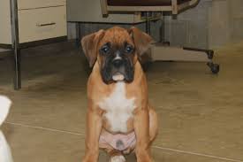 Akc euro/american boxer puppies $2,000 ( long beach / 562 ) pic hide this posting restore restore this posting. 20 Best Boxer Puppies For Sale Ideas Boxer Puppies For Sale Cute Boxer Puppies Boxer Puppies