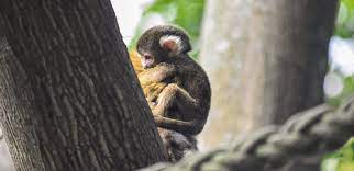 Squirrel Monkey Baby Boom Taronga Conservation Society Australia